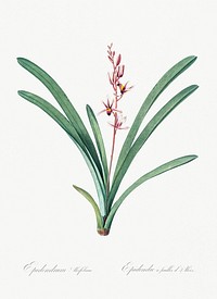 Boat orchid illustration from Les liliac&eacute;es (1805) by <a href="https://www.rawpixel.com/search/redoute?sort=curated&amp;page=1">Pierre-Joseph Redout&eacute;</a>. Original from New York Public Library. Digitally enhanced by rawpixel.