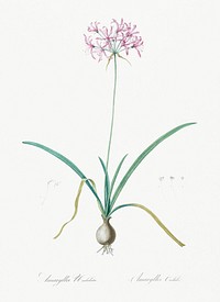 Amaryllis undulata illustration from Les liliac&eacute;es (1805) by <a href="https://www.rawpixel.com/search/redoute?sort=curated&amp;page=1">Pierre-Joseph Redout&eacute;</a>. Original from New York Public Library. Digitally enhanced by rawpixel.