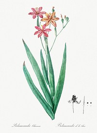 Blackberry Lily illustration from Les liliac&eacute;es (1805) by <a href="https://www.rawpixel.com/search/redoute?sort=curated&amp;page=1">Pierre-Joseph Redout&eacute;</a>. Original from New York Public Library. Digitally enhanced by rawpixel.