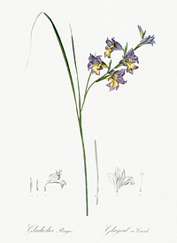 Gladiolus ringens illustration from Les liliac&eacute;es (1805) by <a href="https://www.rawpixel.com/search/redoute?sort=curated&amp;page=1">Pierre-Joseph Redout&eacute;</a>. Original from New York Public Library. Digitally enhanced by rawpixel.