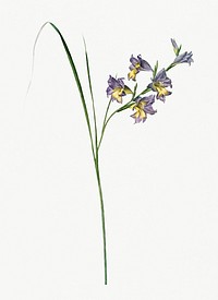 Vintage Illustration of Gladiolus ringens