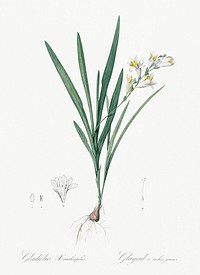 Gladiolus Xanthospilus illustration from Les liliac&eacute;es (1805) by <a href="https://www.rawpixel.com/search/redoute?sort=curated&amp;page=1">Pierre-Joseph Redout&eacute;</a>. Original from New York Public Library. Digitally enhanced by rawpixel.