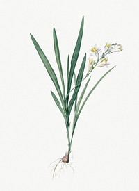 Vintage Illustration of Gladiolus Xanthospilus
