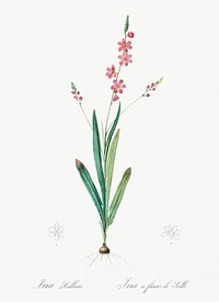 Ixia scillaris illustration from Les liliac&eacute;es (1805) by <a href="https://www.rawpixel.com/search/redoute?sort=curated&amp;page=1">Pierre-Joseph Redout&eacute;</a>. Original from New York Public Library. Digitally enhanced by rawpixel.