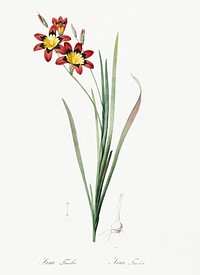 Ixia tricolor illustration from Les liliac&eacute;es (1805) by Pierre-Joseph Redout&eacute;. Original from New York Public Library. Digitally enhanced by rawpixel.