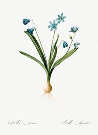 Scilla amoena illustration from Les liliac&eacute;es (1805) by <a href="https://www.rawpixel.com/search/redoute?sort=curated&amp;page=1">Pierre-Joseph Redout&eacute;</a>. Original from New York Public Library. Digitally enhanced by rawpixel.