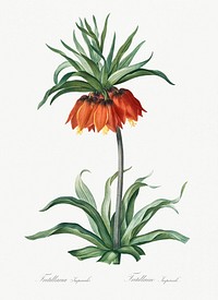 Fritillaries illustration from Les liliac&eacute;es (1805) by <a href="https://www.rawpixel.com/search/redoute?sort=curated&amp;page=1">Pierre-Joseph Redout&eacute;</a>. Original from New York Public Library. Digitally enhanced by rawpixel.
