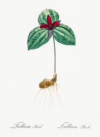 Tri flower (Trillium sessile) illustration from Les liliac&eacute;es (1805) by <a href="https://www.rawpixel.com/search/redoute?sort=curated&amp;page=1">Pierre-Joseph Redout&eacute;</a>. Original from New York Public Library. Digitally enhanced by rawpixel.