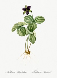 Trillium rhomboideum illustration from Les liliac&eacute;es (1805) by <a href="https://www.rawpixel.com/search/redoute?sort=curated&amp;page=1">Pierre-Joseph Redout&eacute;</a>. Original from New York Public Library. Digitally enhanced by rawpixel.