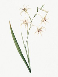 Vintage Illustration of Gladiolus cuspidatus