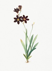 Vintage Illustration of Ixia grandiflora