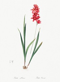 Ixia patens illustration from Les liliac&eacute;es (1805) by Pierre-Joseph Redout&eacute;. Original from New York Public Library. Digitally enhanced by rawpixel.