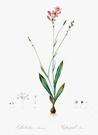 Gladiolus junceus illustration from Les liliac&eacute;es (1805) by <a href="https://www.rawpixel.com/search/redoute?sort=curated&amp;page=1">Pierre-Joseph Redout&eacute;</a>. Original from New York Public Library. Digitally enhanced by rawpixel.