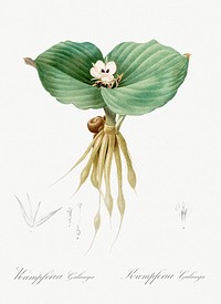 Sand ginger illustration from Les liliac&eacute;es (1805) by <a href="https://www.rawpixel.com/search/redoute?sort=curated&amp;page=1">Pierre-Joseph Redout&eacute;</a>. Original from New York Public Library. Digitally enhanced by rawpixel.