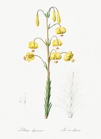 Lilium pyrenaicum illustration from Les liliac&eacute;es (1805) by <a href="https://www.rawpixel.com/search/redoute?sort=curated&amp;page=1">Pierre-Joseph Redout&eacute;</a>. Original from New York Public Library. Digitally enhanced by rawpixel.