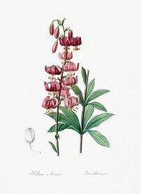 Lilium martagon illustration from Les liliac&eacute;es (1805) by <a href="https://www.rawpixel.com/search/redoute?sort=curated&amp;page=1">Pierre-Joseph Redout&eacute;</a>. Original from New York Public Library. Digitally enhanced by rawpixel.