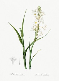 Polianthes tuberosa illustration from Les liliac&eacute;es (1805) by <a href="https://www.rawpixel.com/search/redoute?sort=curated&amp;page=1">Pierre-Joseph Redout&eacute;</a>. Original from New York Public Library. Digitally enhanced by rawpixel.