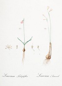 Leucoium trichophyllum illustration from Les liliac&eacute;es (1805) by <a href="https://www.rawpixel.com/search/redoute?sort=curated&amp;page=1">Pierre-Joseph Redout&eacute;</a>. Original from New York Public Library. Digitally enhanced by rawpixel.
