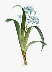 Vintage Illustration of Iris fimbriata