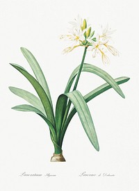 Pancratium illyricum illustration from Les liliac&eacute;es (1805) by <a href="https://www.rawpixel.com/search/redoute?sort=curated&amp;page=1">Pierre-Joseph Redout&eacute;</a>. Original from New York Public Library. Digitally enhanced by rawpixel.