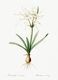 Streambank spiderlily (Pancratium disciforme) illustration from Les liliac&eacute;es (1805) by <a href="https://www.rawpixel.com/search/redoute?sort=curated&amp;page=1">Pierre-Joseph Redout&eacute;</a>. Original from New York Public Library. Digitally enhanced by rawpixel.