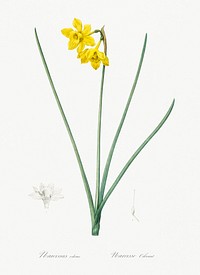 Narcissus odorus illustration from Les liliac&eacute;es (1805) by <a href="https://www.rawpixel.com/search/redoute?sort=curated&amp;page=1">Pierre-Joseph Redout&eacute;</a>. Original from New York Public Library. Digitally enhanced by rawpixel.