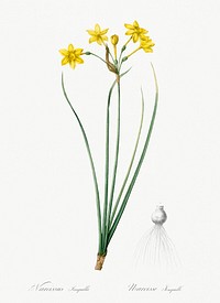 Rush daffodil illustration from Les liliac&eacute;es (1805) by <a href="https://www.rawpixel.com/search/redoute?sort=curated&amp;page=1">Pierre-Joseph Redout&eacute;</a>. Original from New York Public Library. Digitally enhanced by rawpixel.