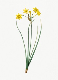 Vintage Illustration of Rush daffodil