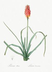 Redhot poker illustration from Les liliac&eacute;es (1805) by <a href="https://www.rawpixel.com/search/redoute?sort=curated&amp;page=1">Pierre-Joseph Redout&eacute;</a>. Original from New York Public Library. Digitally enhanced by rawpixel.