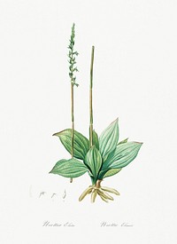 Neottia elata illustration from Les liliac&eacute;es (1805) by <a href="https://www.rawpixel.com/search/redoute?sort=curated&amp;page=1">Pierre-Joseph Redout&eacute;</a>. Original from New York Public Library. Digitally enhanced by rawpixel.