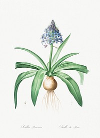 Portuguese squill illustration from Les liliac&eacute;es (1805) by Pierre-Joseph Redout&eacute;. Original from New York Public Library. Digitally enhanced by rawpixel.
