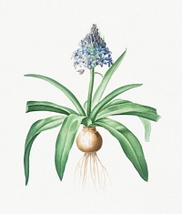 Vintage Illustration of Portuguese squill