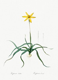Hypoxis stellata illustration from Les liliac&eacute;es (1805) by <a href="https://www.rawpixel.com/search/redoute?sort=curated&amp;page=1">Pierre-Joseph Redout&eacute;</a>. Original from New York Public Library. Digitally enhanced by rawpixel.