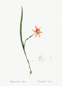 Sisyrinchium elegans illustration from Les liliac&eacute;es (1805) by <a href="https://www.rawpixel.com/search/redoute?sort=curated&amp;page=1">Pierre-Joseph Redout&eacute;</a>. Original from New York Public Library. Digitally enhanced by rawpixel.