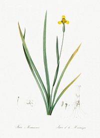 Iris martinicensis illustration from Les liliac&eacute;es (1805) by <a href="https://www.rawpixel.com/search/redoute?sort=curated&amp;page=1">Pierre-Joseph Redout&eacute;</a>. Original from New York Public Library. Digitally enhanced by rawpixel.