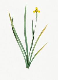 Vintage Illustration of Iris martinicensis