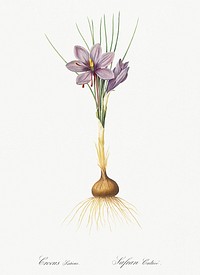 Crocus sativus illustration from Les liliac&eacute;es (1805) by Pierre-Joseph Redout&eacute;. Original from New York Public Library. Digitally enhanced by rawpixel.