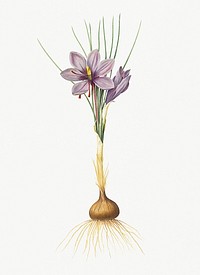 Vintage Illustration of Crocus sativus