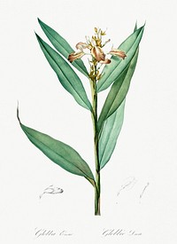 Globba erecta illustration from Les liliac&eacute;es (1805) by <a href="https://www.rawpixel.com/search/redoute?sort=curated&amp;page=1">Pierre-Joseph Redout&eacute;</a>. Original from New York Public Library. Digitally enhanced by rawpixel.
