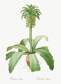 Eucomis regia illustration from Les liliac&eacute;es (1805) by <a href="https://www.rawpixel.com/search/redoute?sort=curated&amp;page=1">Pierre-Joseph Redout&eacute;</a>. Original from New York Public Library. Digitally enhanced by rawpixel.