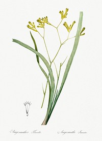 Anigozanthos flavida illustration from Les liliac&eacute;es (1805) by <a href="https://www.rawpixel.com/search/redoute?sort=curated&amp;page=1">Pierre-Joseph Redout&eacute;</a>. Original from New York Public Library. Digitally enhanced by rawpixel.