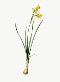 Vintage Illustration of Narcissus calathinus