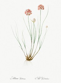 Allium globosum illustration from Les liliac&eacute;es (1805) by <a href="https://www.rawpixel.com/search/redoute?sort=curated&amp;page=1">Pierre-Joseph Redout&eacute;</a>. Original from New York Public Library. Digitally enhanced by rawpixel.