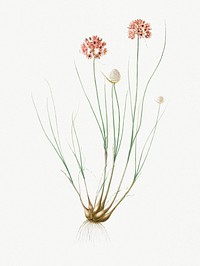 Vintage Illustration of Allium globosum