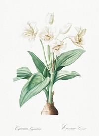 Crinum giganteum illustration from Les liliac&eacute;es (1805) by <a href="https://www.rawpixel.com/search/redoute?sort=curated&amp;page=1">Pierre-Joseph Redout&eacute;</a>. Original from New York Public Library. Digitally enhanced by rawpixel.