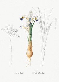 Iris Persica illustration from Les liliac&eacute;es (1805) by Pierre Joseph Redout&eacute; (1759-1840). Original from New York Public Library. Digitally enhanced by rawpixel.