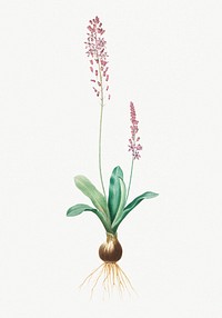 Vintage Illustration of Scilla obtusifolia