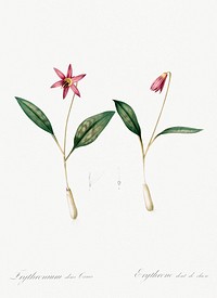 Erythronium (Erythronium dens canis) illustration from Les liliac&eacute;es (1805) by Pierre Joseph Redout&eacute; (1759-1840). Original from New York Public Library. Digitally enhanced by rawpixel.