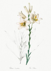 Madonna lily illustration from Les liliac&eacute;es (1805) by <a href="https://www.rawpixel.com/search/redoute?sort=curated&amp;page=1">Pierre-Joseph Redout&eacute;</a>. Original from New York Public Library. Digitally enhanced by rawpixel.