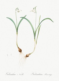 Snowdrop illustration from Les liliac&eacute;es (1805) by Pierre Joseph Redout&eacute; (1759-1840). Original from New York Public Library. Digitally enhanced by rawpixel.